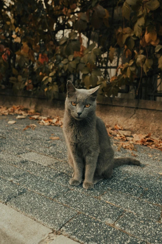 a small gray cat is sitting on the sidewalk