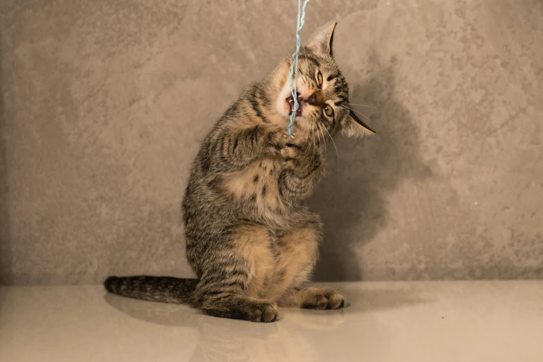 a cat sitting with soing on its mouth