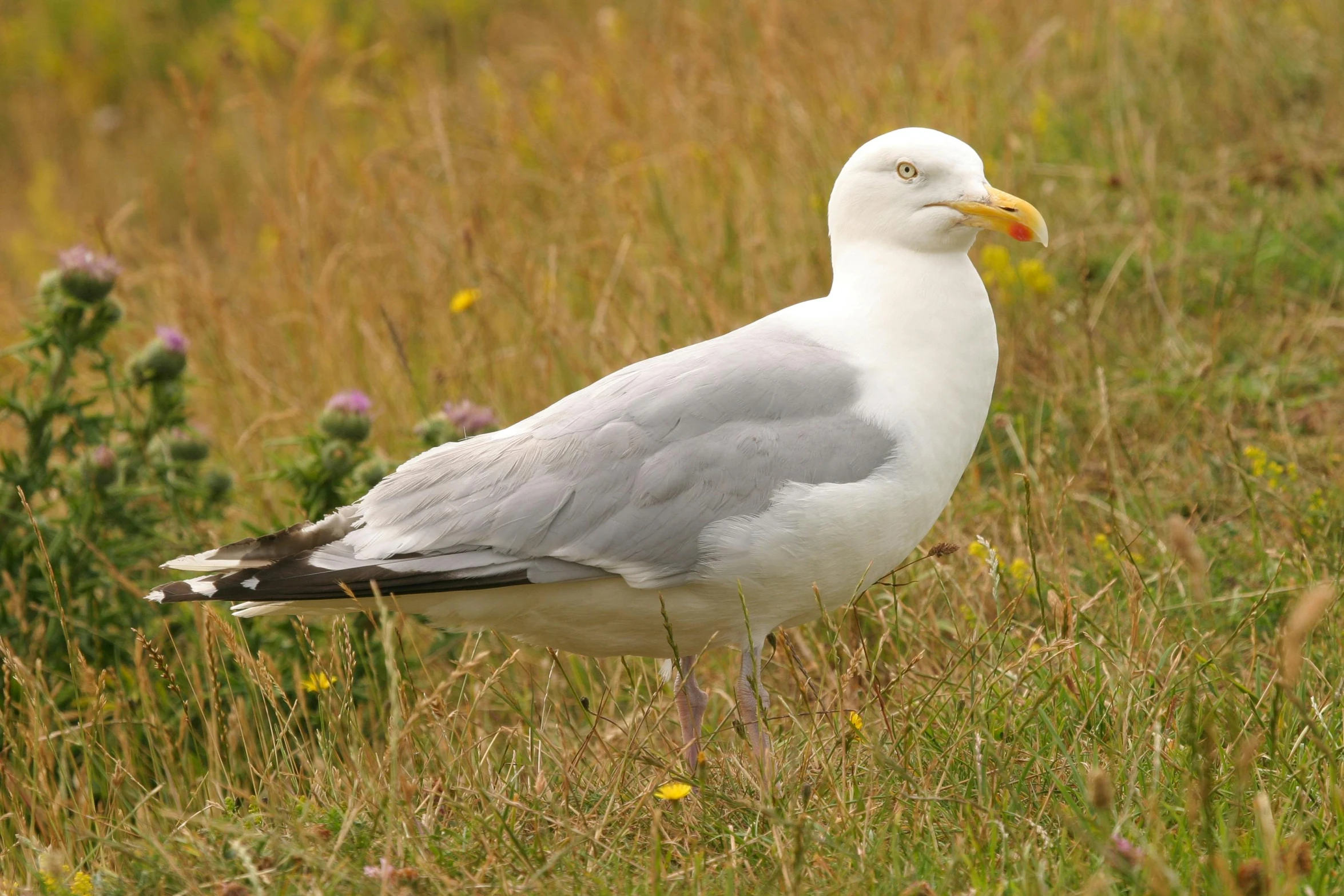 a seagull standing in the tall grass near a flowered bush