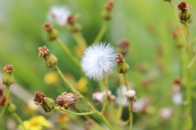 the white and yellow flowers are growing on the stalk