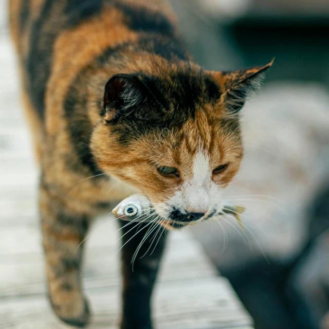 a cat on a dock with a fish in it's mouth