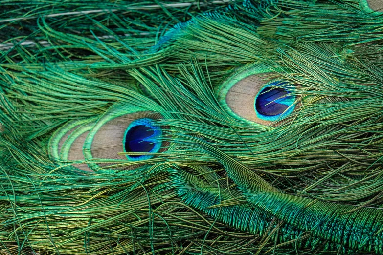 close up po of peacock feathers with blue and yellow feathers