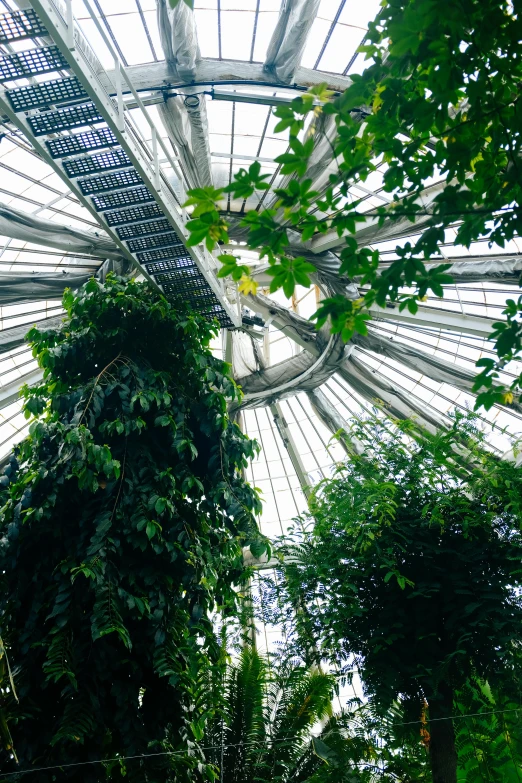 an inside view of a building with plants and foliage