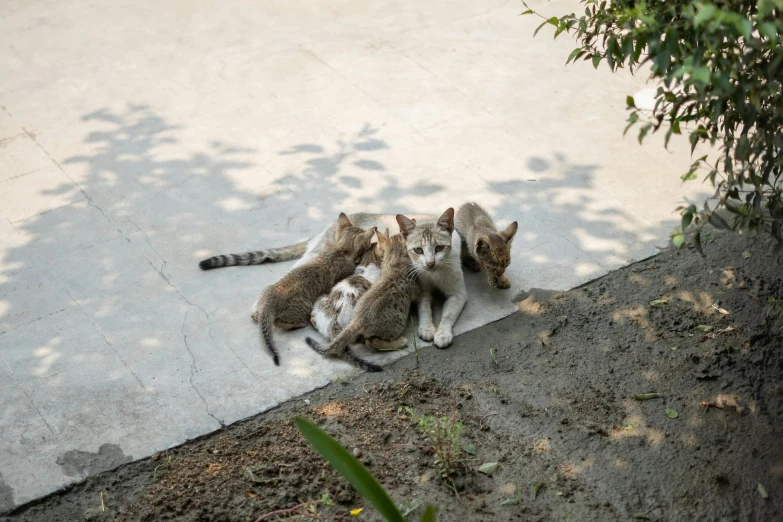 three small kittens are huddled together on the sidewalk