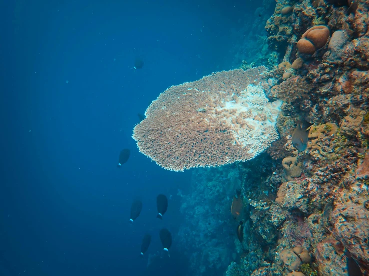 a large reef with lots of fish swimming by