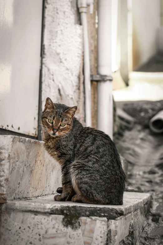 a cat is sitting on some steps next to a building