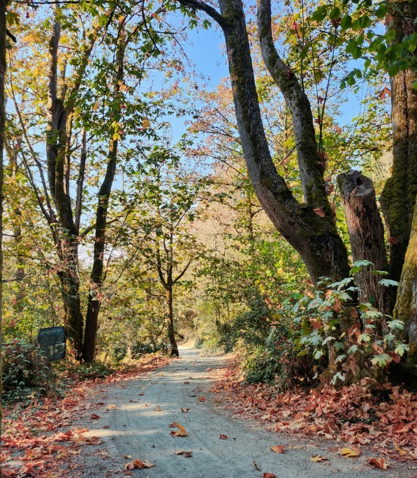 the dirt trail is surrounded by trees and leaves