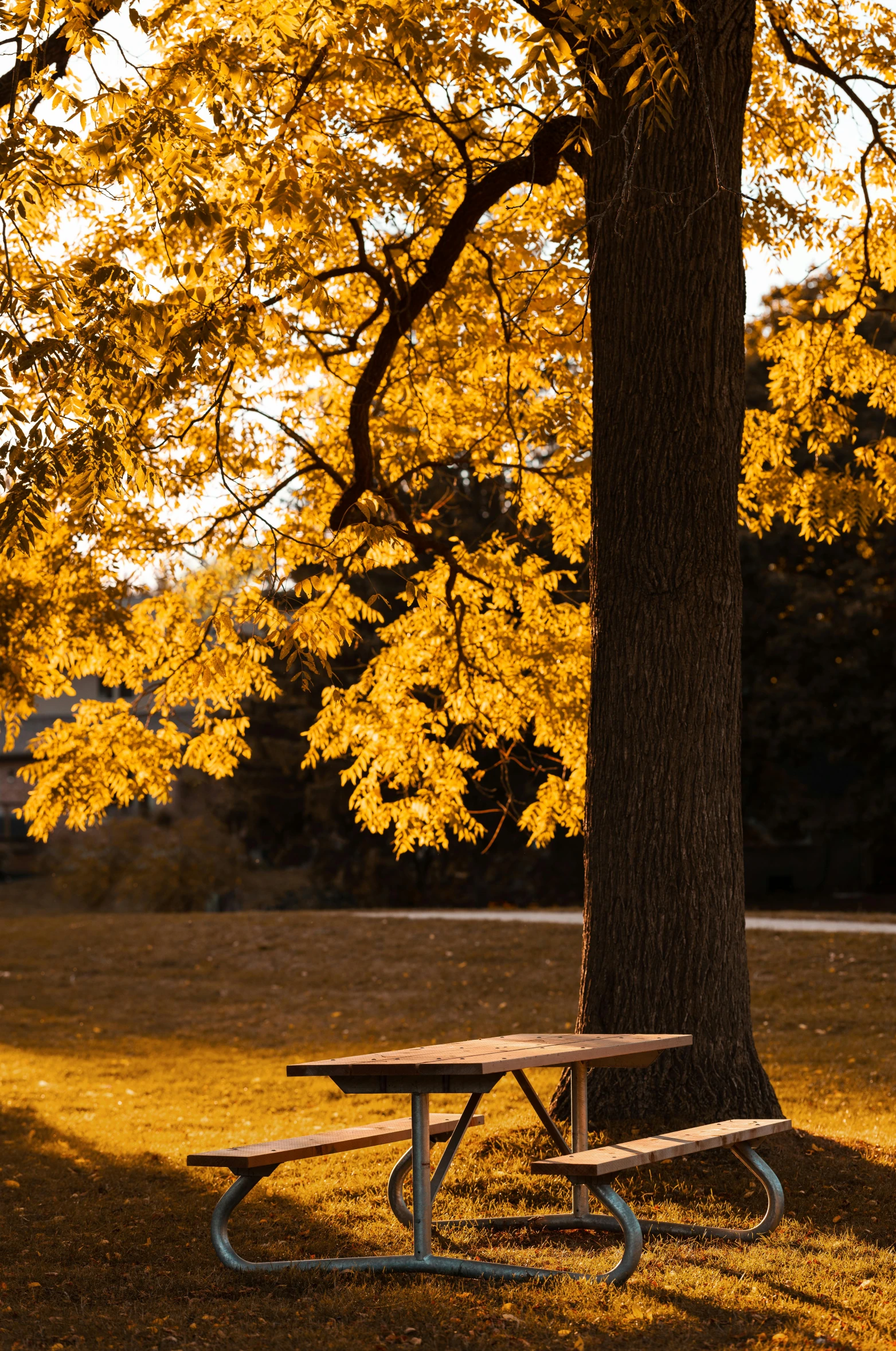 a bench underneath a yellow tree in a grassy area