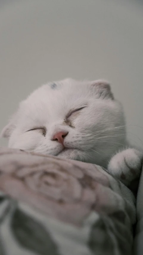 a white cat is asleep with its eyes closed