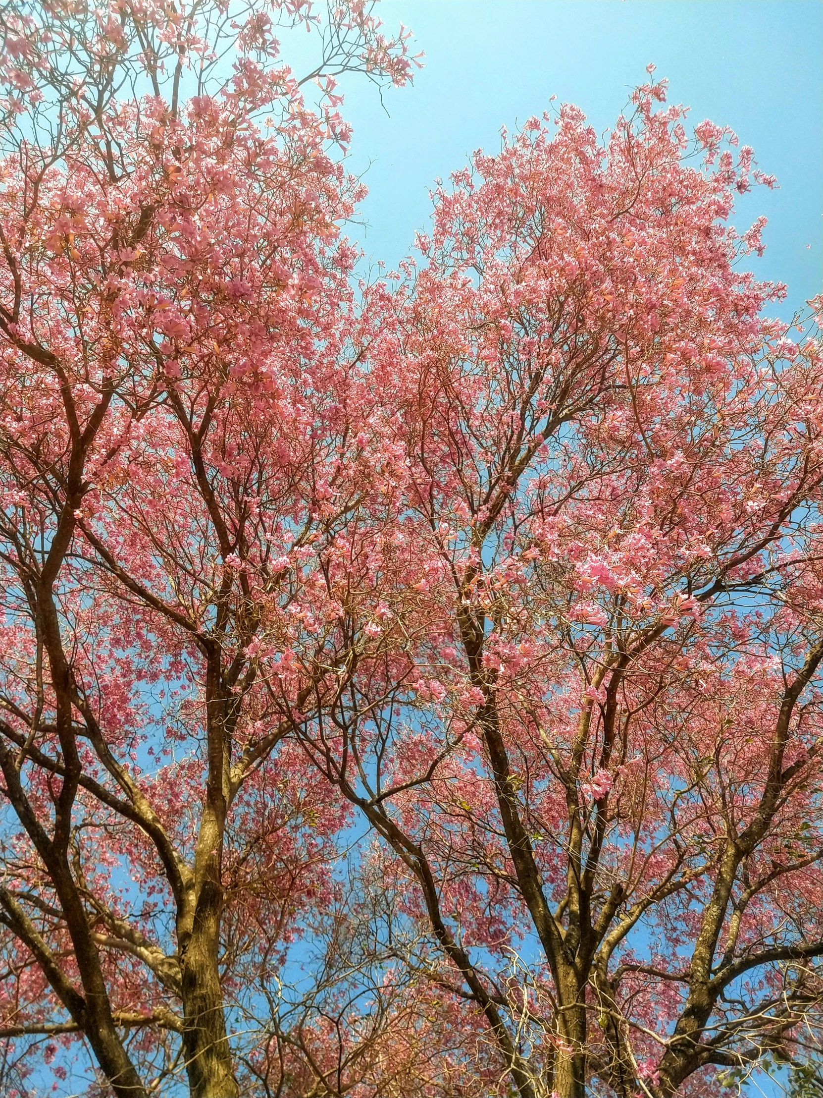 there are pink flowers on this tree in the blue sky