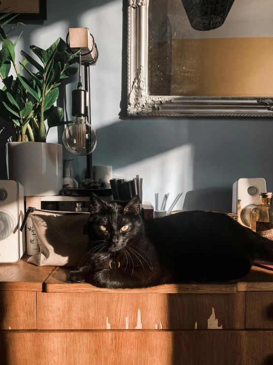 a black cat is sitting on a dresser