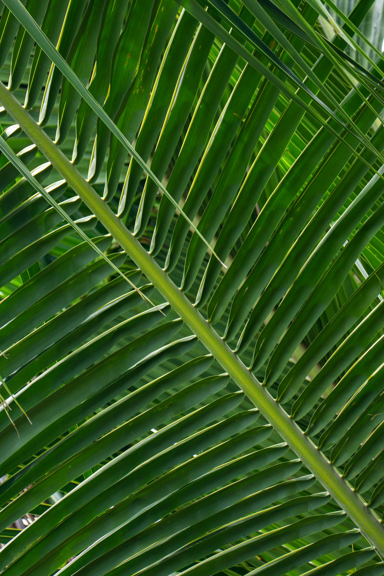 green plants that are very thick and large