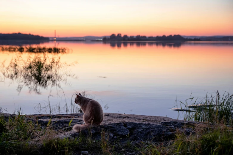 a cat that is sitting in the grass