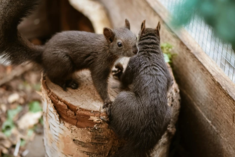 a baby boar is standing on top of another badger