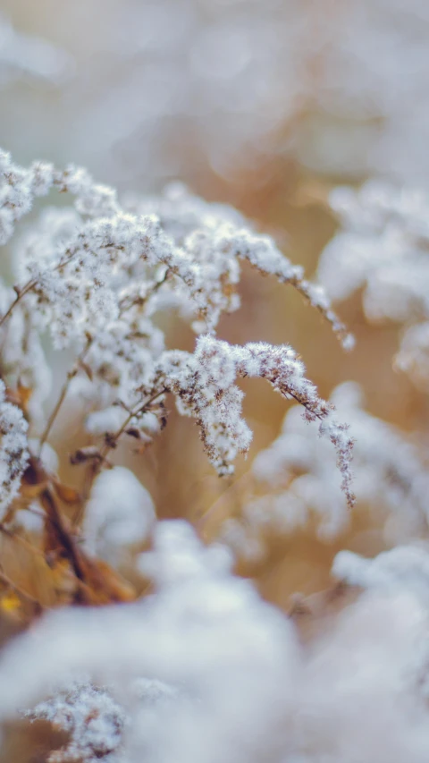 a snow covered plant with some tiny white flowers in the foreground