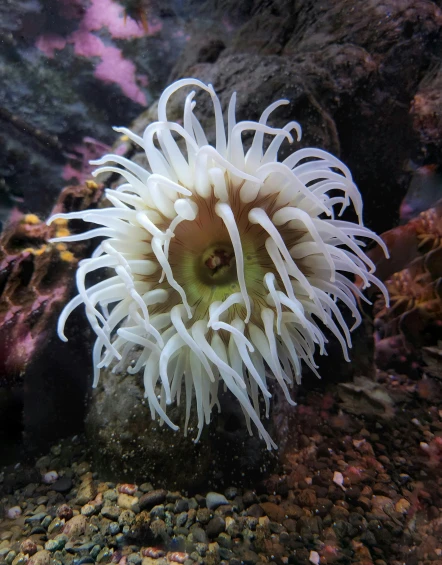the fish has its head on top of anemone