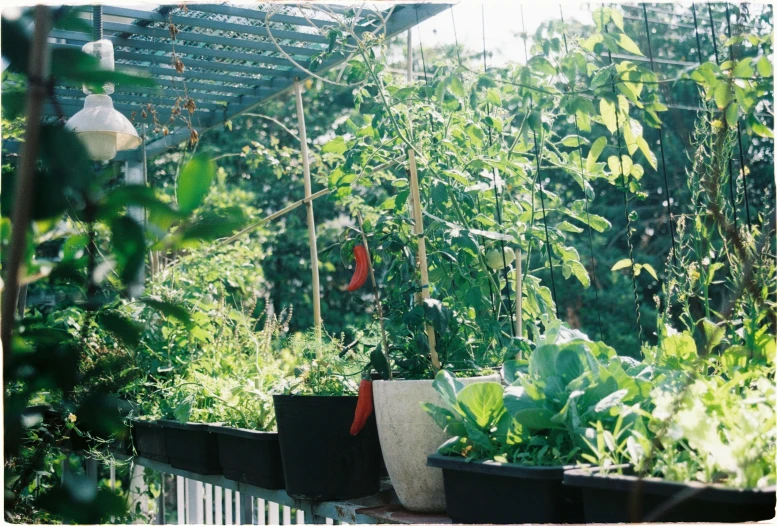 pots in a greenhouse filled with lots of plants