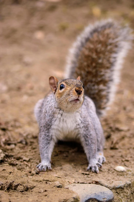 a squirrel standing on top of a dirt field