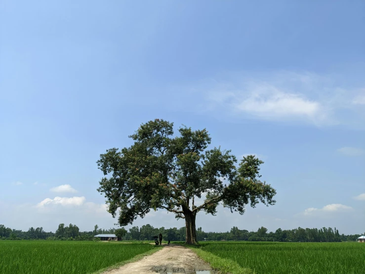 two people are standing under the tree on a path