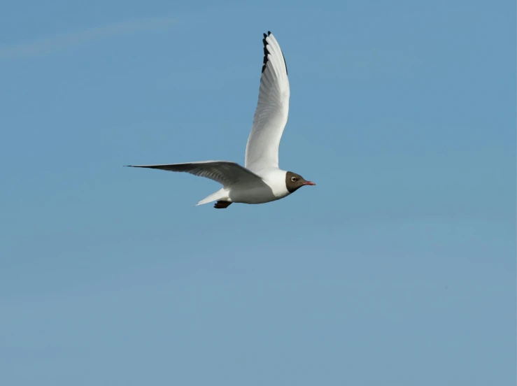 a seagull soaring high in the sky on a sunny day