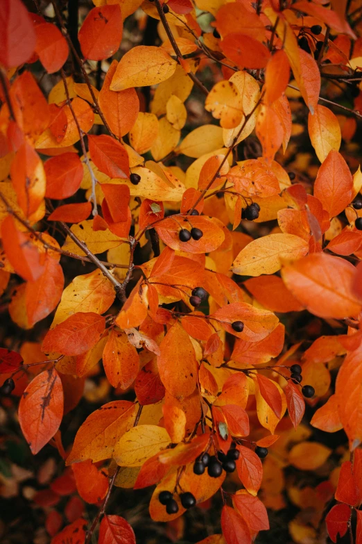 fall colored leaves and black berries hanging from the tree