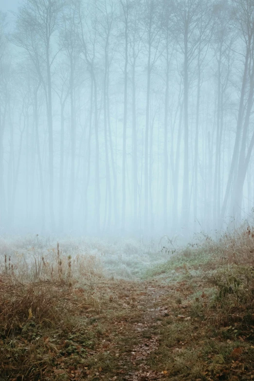 a lone sheep standing in a thick foggy forest