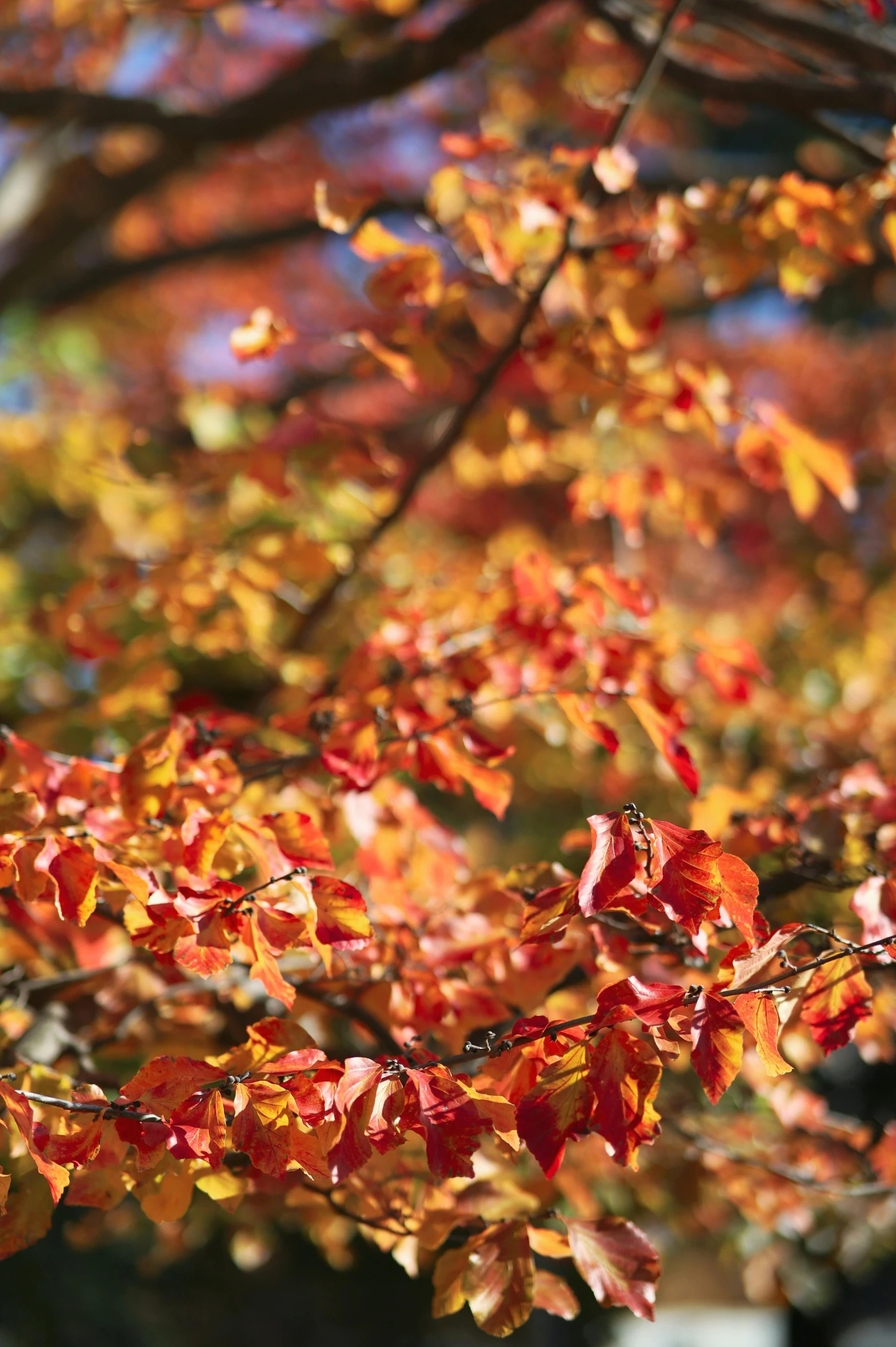 red leaves in a yellow tree against the blue sky