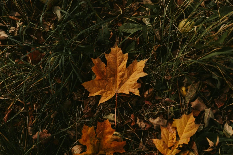 two yellow leaves lay on the ground