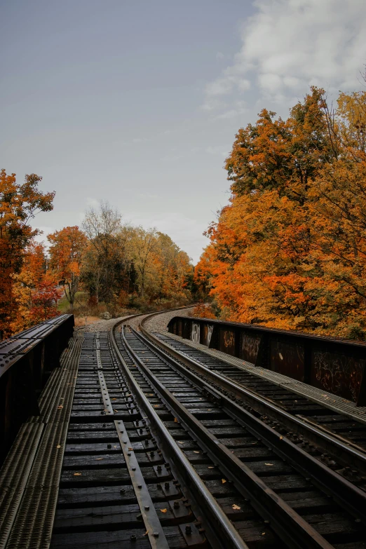 some tracks going away with fall foliage around them