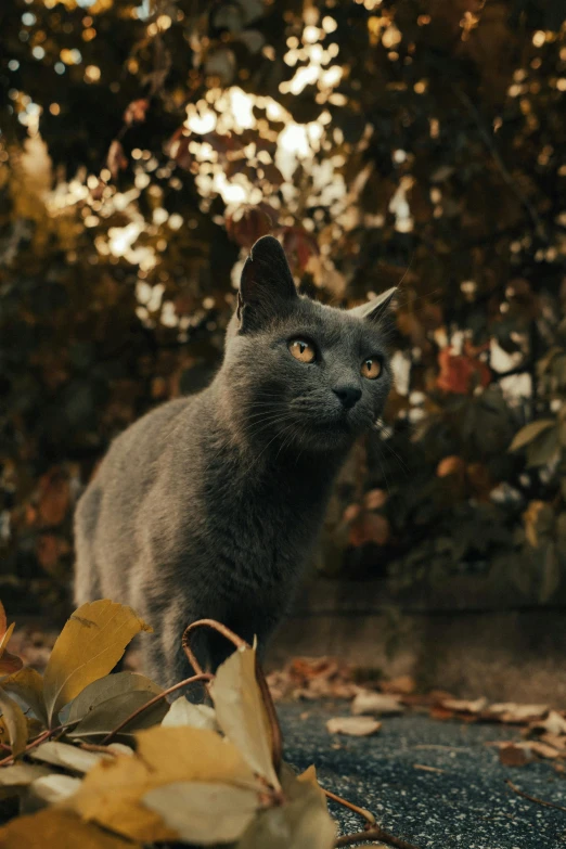 a cat standing in the middle of leaves