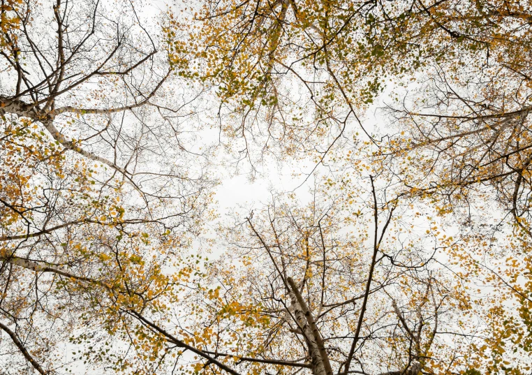 looking up into a sky with only some yellow leaves