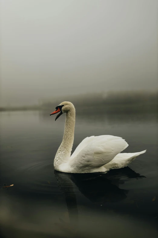 a white swan swims in the water with mist