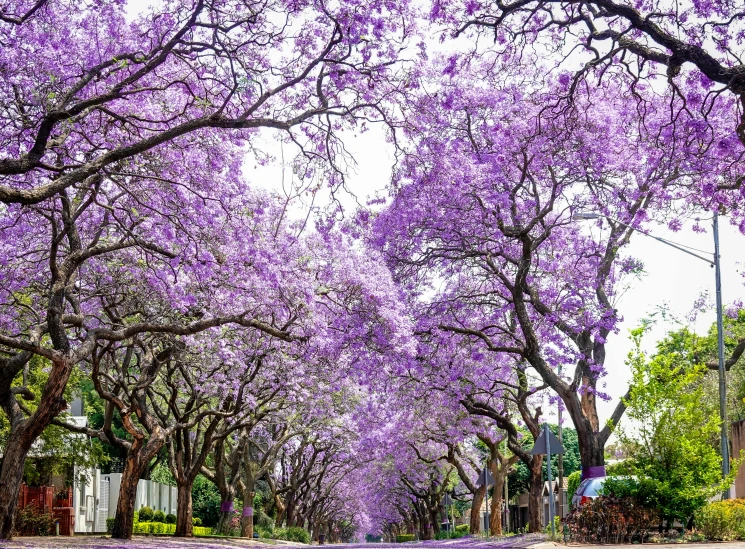 purple trees line the side walk as a vehicle stops on the road