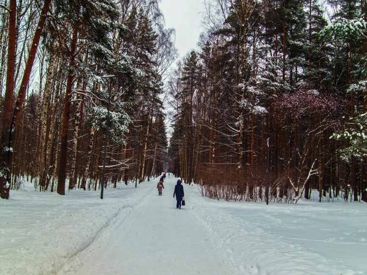 three people are snowboarding in the woods