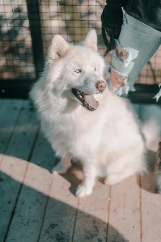 a white dog is in front of some people