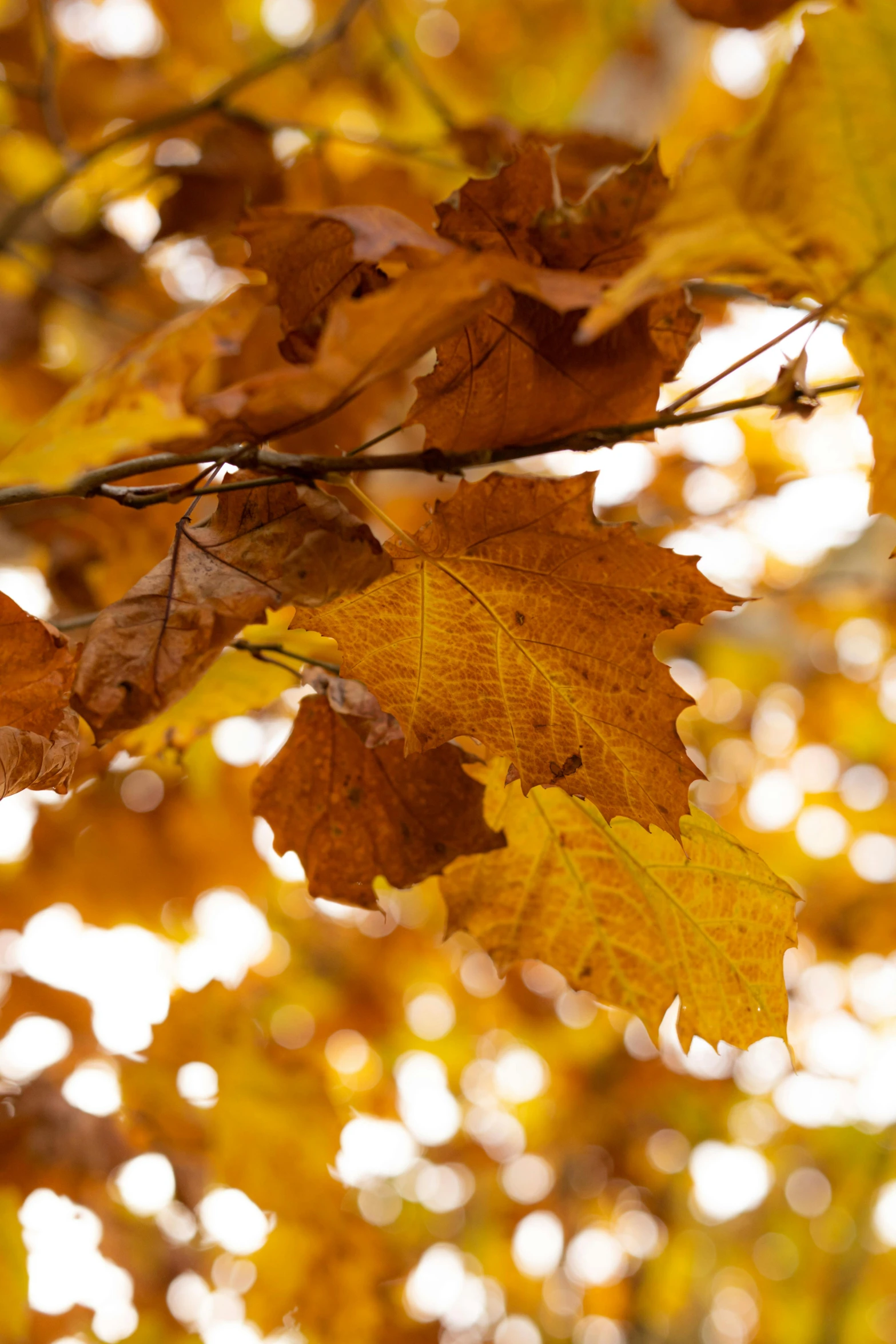 a close up of leaves on a tree nch