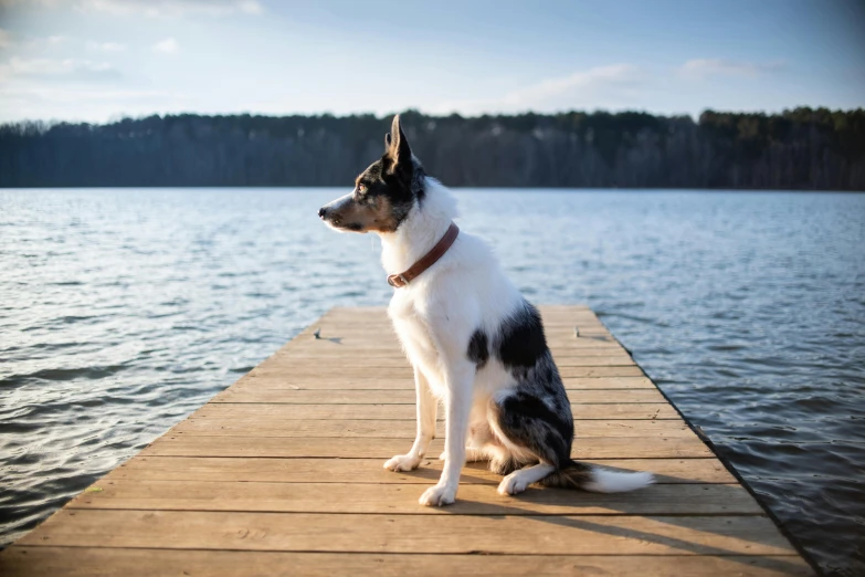 a white and black dog sitting on a pier by the water