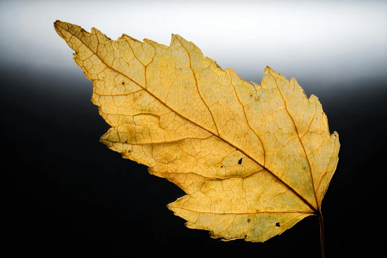 a leaf on top of a table with dark background