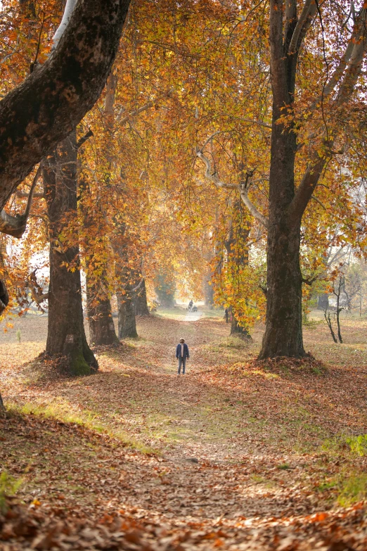 a person walking in a wooded area with trees