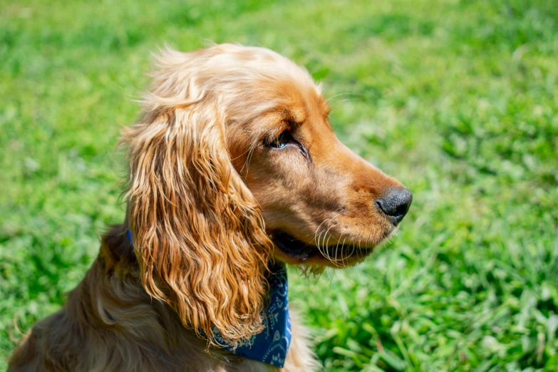 a close up of a dog in a grass field