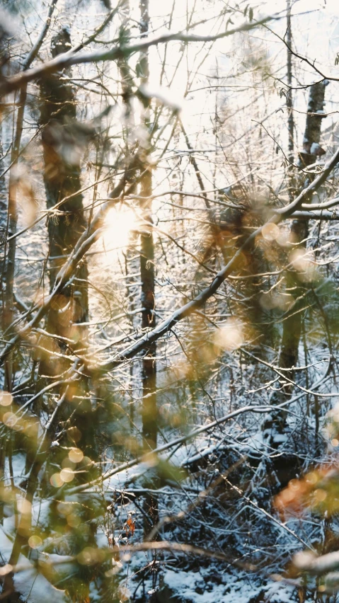 sun shining through the trees near the trail