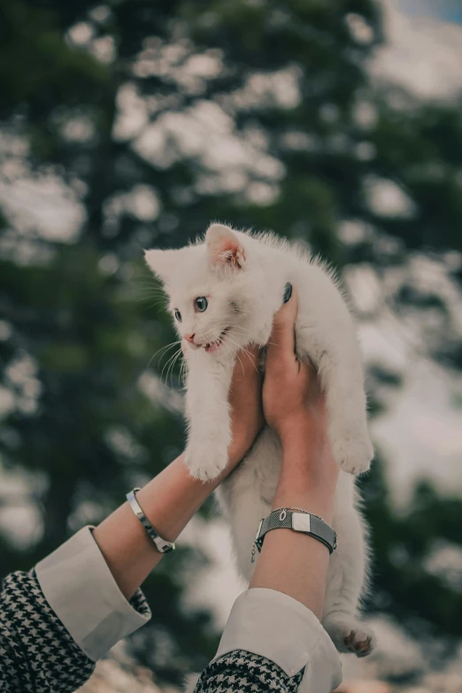 a hand holding a small kitten up to it