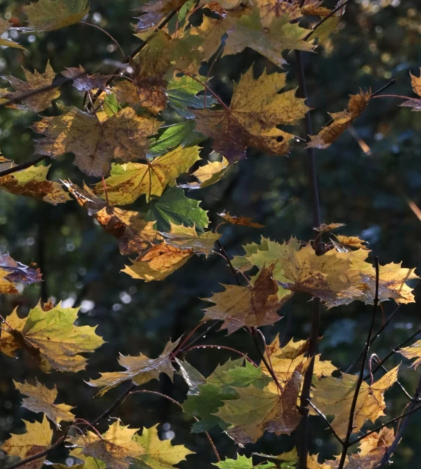 leaves on a tree that are changing colors