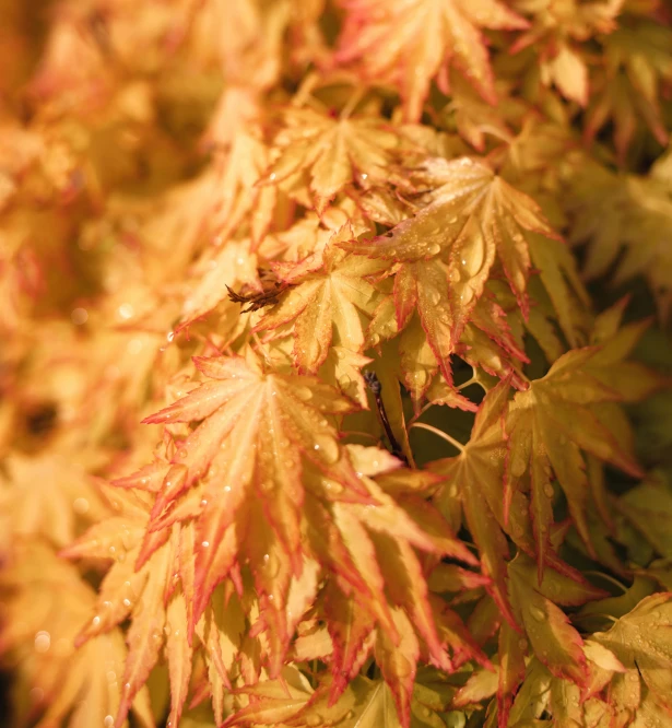 the leaves of a plant with yellow and red colors