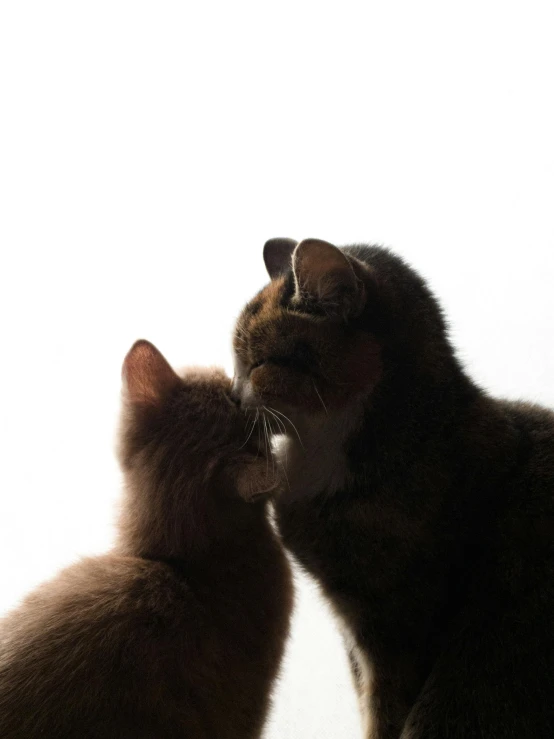 the cat is smelling the window sill and staring