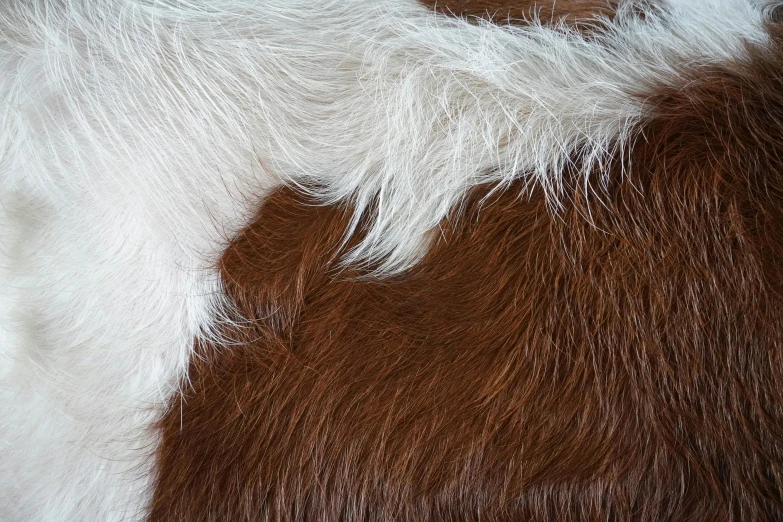 the horse's hair is brown and white