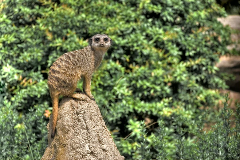 a small animal stands on top of a rock