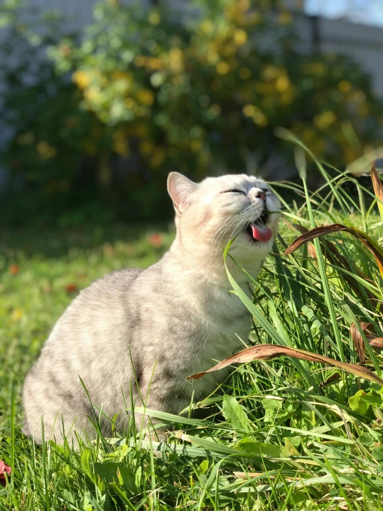 a grey cat sitting in the grass with its mouth open