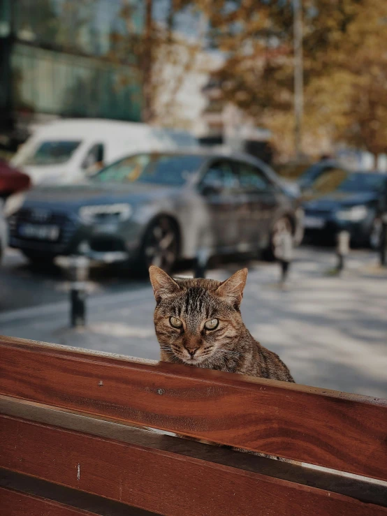 a cat that is laying down on a wooden bench