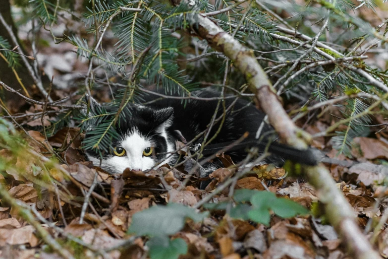 the black and white cat looks up from underneath the leaves